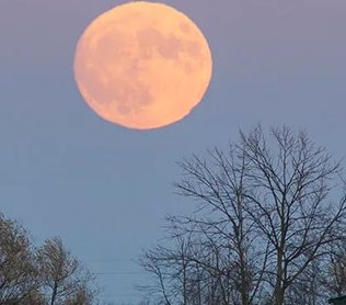 A full moon, large and orange, rising over bare trees and farm buildings at dusk, from a small, soft photograph