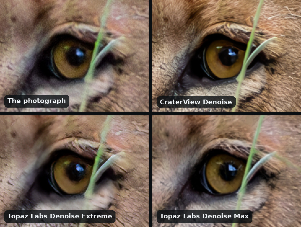 Four views of a lion's eye and the fur around it, ISO 25600, in a grid of four, two across: the photograph, grainy; CraterView Denoise, many sharp hairs drawn and the coat warmer; Topaz Labs Denoise Extreme, the fur smoothed to a painted look; Topaz Labs Denoise Max, natural fur close to the photograph